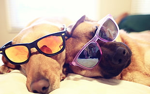 two brown dogs wearing sunglasses